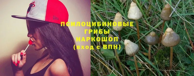 закладки  Кандалакша  блэк спрут   Галлюциногенные грибы Psilocybine cubensis 